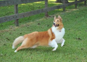 abby-leaping-2